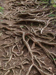 地上を這う木の根