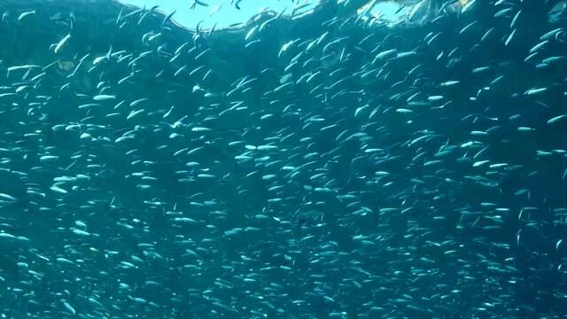 Large shoal of Blue sprat, Delicate round herring or blueback sprat (Spratelloides delicatulus). Massive school of small fish swims in the blue water in sunrays. 4K-60fps