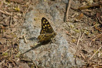 butterfly Pararge aegeria close-up sitting on a stone