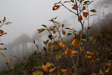 trees in the foggy forest. autumn landscape