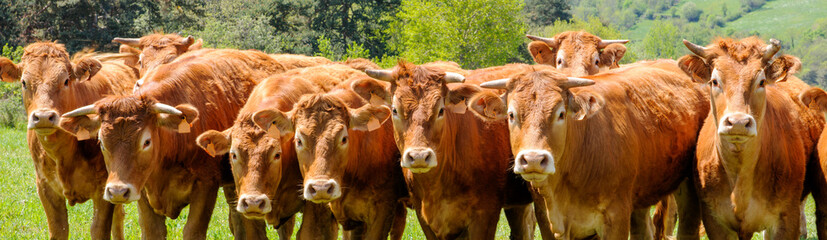 portraits de vaches