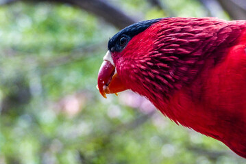 Perroquet rouge