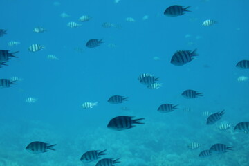 Fish in the waters of the Red Sea in Hurghada