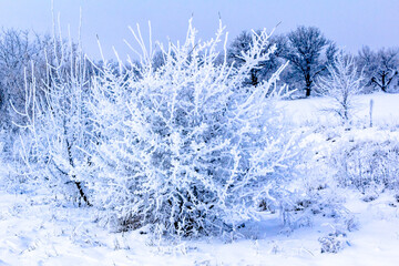 Sunday winter morning in a village in the countryside of Ukraine