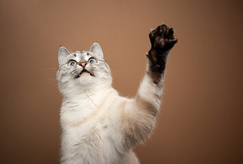 playing cat raising up paw looking up on brown background  with copy space © FurryFritz