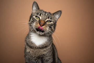 hungry tabby white cat looking at camera licking lips portrait on brown background with copy space
