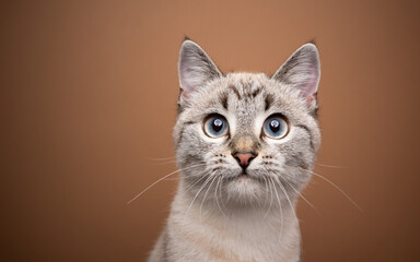 beautiful cream beige tabby cat portrait looking at camera curiously on brown background