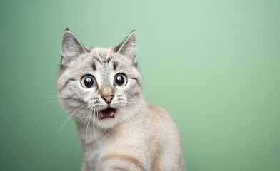 funny cat looking shocked with mouth open portrait on green background - obrazy, fototapety, plakaty