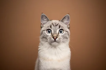 Foto auf Glas beautiful cream beige tabby cat portrait looking at camera on brown background © FurryFritz