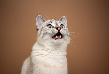 excited cat chattering or meowing with mouth open looking up on brown background