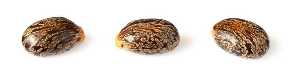 close up of castor beans, isolated on white background