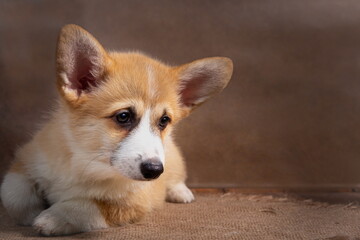 Charming puppy Welsh corgi Pembroke lies and looks at the camera
