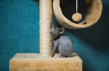 little grey sphinx kitty playing on home set playground equipment 
