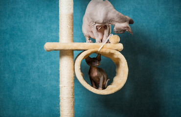 couple of sphinx cats playing on indoor equipment at blue wall background