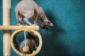 couple of sphinx cats playing on indoor equipment at blue wall background