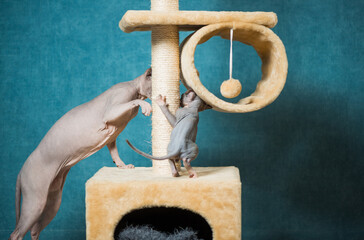 couple of sphinx cats playing on indoor equipment at blue wall background