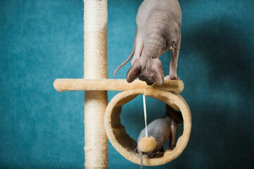 couple of sphinx cats playing on indoor equipment at blue wall background