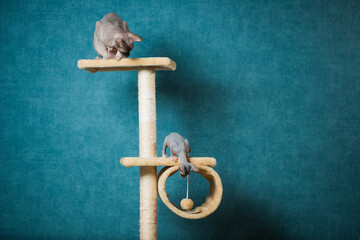 couple of sphinx cats playing on indoor equipment at blue wall background - 477136886