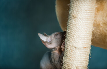 little grey sphinx kitty playing on home set playground equipment 