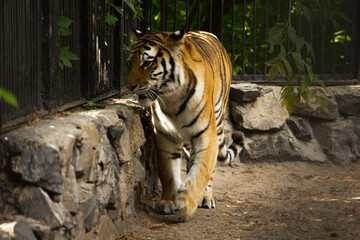 beautiful face of a tiger close-up in profile