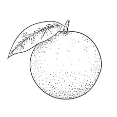 simple engraving orange hand draw vector illustration