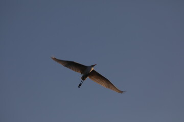 egret in flight