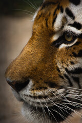 beautiful face of a tiger close-up in profile