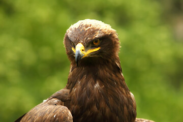 The steppe eagle (Aquila nipalensis) up to close. Steppe eagle portrait. Green background.