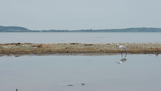 A white bird fishing at a lake while a sailing fisherman sails from one side to the other in the background.