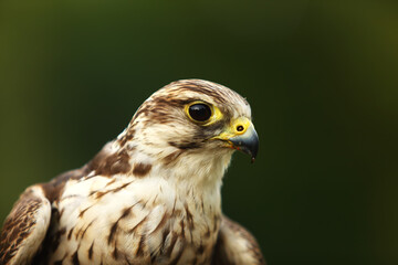 The saker falcon (Falco cherrug) up to close. The saker falcon portrait.
