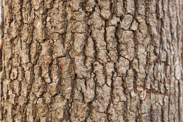 Background picture of tree bark, tree structure