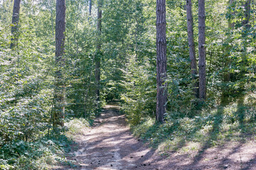 Obraz premium Path in a pine forest, pine cones on the path