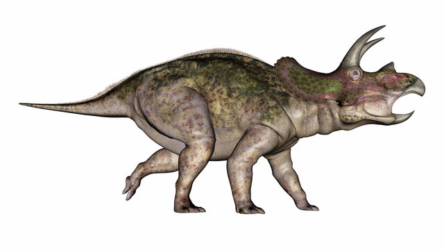 Triceratops dinosaur walking roaring head up - 3D render