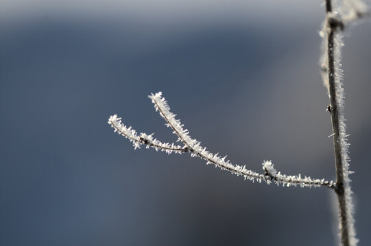 frosty twig