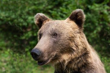 portrait of a large brown bear with a fly sitting near the eye