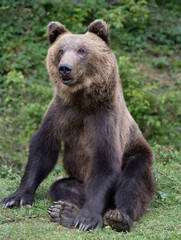 brown big bear sits on the background of the forest