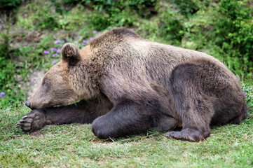 pensive brown big bear lying on forest background