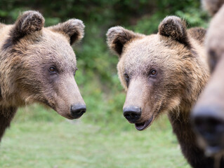 brown bears on the background of the forest