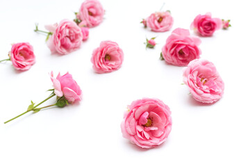 Floral pattern made of pink roses on white background. Flat lay, top view. Valentine's background. Floral pattern. The pattern of flowers. Flowers pattern texture.