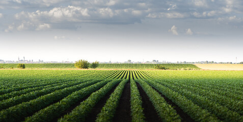 Rain coming over a soybean crop in spring