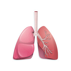 Vector cartoon lungs icon with vessels, capillaries. Healthy body organ with trachea, throat structure. Realistic medical, educational diagram template for logo, poster, banner