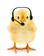 Cute chick is wearing headphones with microphone funny conceptual photo. Mic chicken concept with mobile phone technology. Modern life joke photo