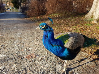 Fototapeta premium Blauer Pfau (Pavo cristatus)