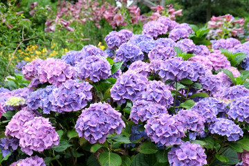Pink and violet mop head Hydrangea macrophylla 'Hamburg' flowering during the summer