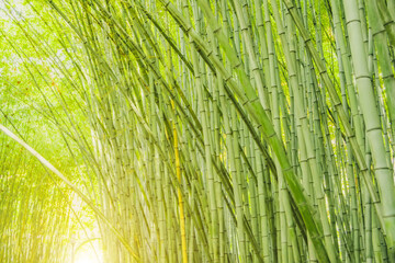 Dense thickets of bamboo bent trunks in the forest.