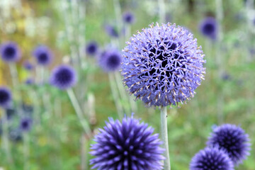 Echinops ritro ÔVeitch's BlueÕ globe thistle in flower during the summer