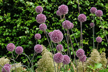 Obraz premium Allium 'summer drummer' in flower in the summer months