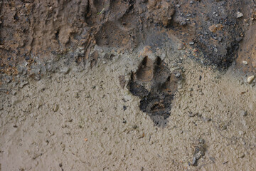 The trail from the animal wolf.