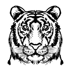 Tiger face line drawing  illustration