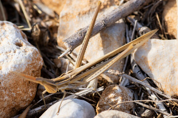 Acrida ungarica © patrycjaskupinska